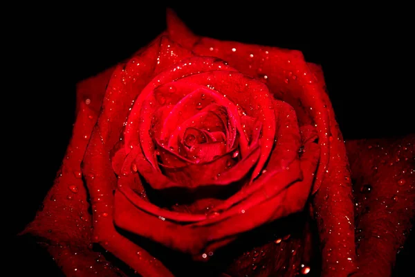 在明亮的红色玫瑰的黑色背景上拍了一张水滴的特写照片 — 图库照片