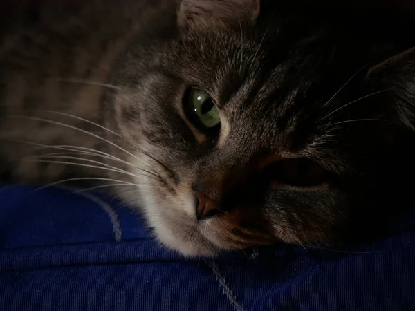 Cute Adorabcat Green Eyes Lying Posing — Stock Photo, Image