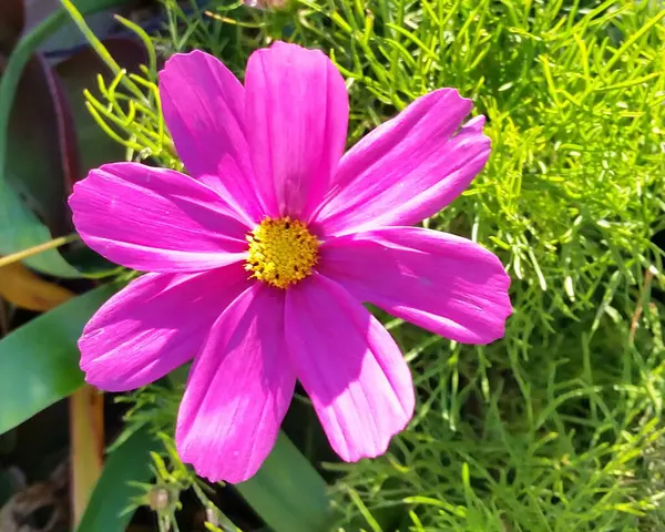 Primer Plano Una Linda Flor Bajo Luz Del Sol — Foto de Stock