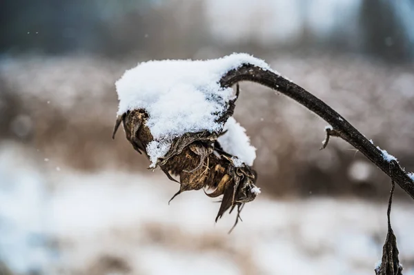 Selektywne Ujęcie Ostrości Pokrytego Śniegiem Suchego Słonecznika Zimowy Dzień — Zdjęcie stockowe