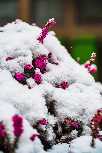 Selektivní Záběr Zasněžených Kvetoucích Růžových Rostlin Vřesovišť Zimním Dni — Stock fotografie
