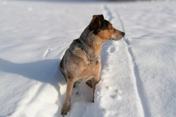 雪に覆われた地面に座ってどこかを探している愛らしい犬の肖像画 — ストック写真