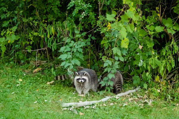 stock image A beautiful shot of the Raccoons on the forest ground