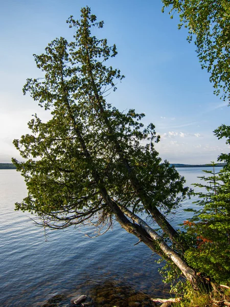 Árbol Inclinado Sobre Lago Superior Sleeping Giant Provincial Park Ontario — Foto de Stock