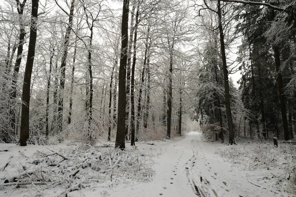 白天是一片雪地的冬季森林 — 图库照片