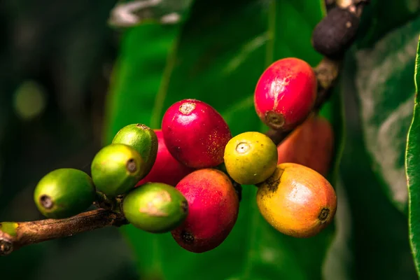 木の上に生の有機赤と熟したコーヒーの桜の豆のクローズアップ — ストック写真