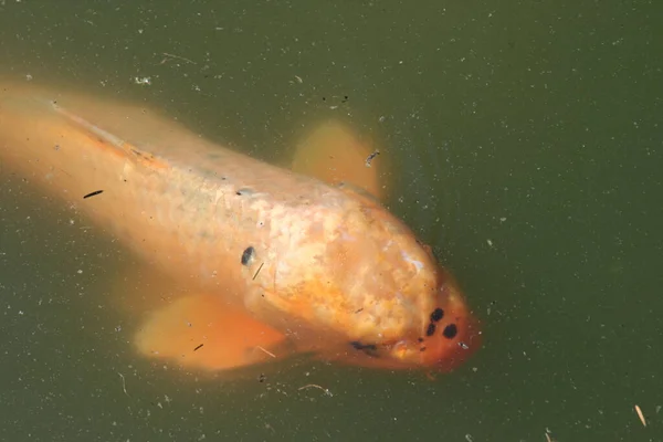 Nahaufnahme Eines Fisches Der Einem Schmutzigen See Schwimmt — Stockfoto