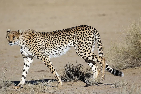Close Upshot Cheetah Durante Dia Ensolarado Quente Kgalagadi Transformer Parque — Fotografia de Stock