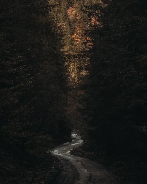 山の中の森を抜ける細い道 — ストック写真