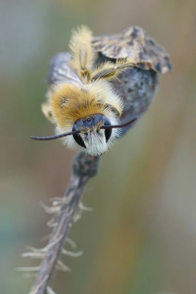 Frontal Nahaufnahme Einer Männlichen Pantaloonbiene Oder Haarigen Bergbaubiene Dasypoda Hirtipes — Stockfoto