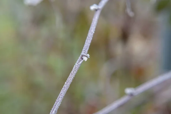 Sebuah Gambar Closeup Tanaman Beku — Stok Foto