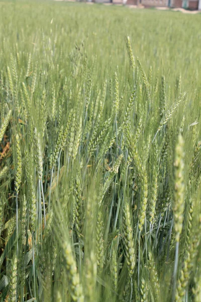 Een Prachtig Uitzicht Giersttarwe Die Het Veld Groeit Een Zonnige — Stockfoto