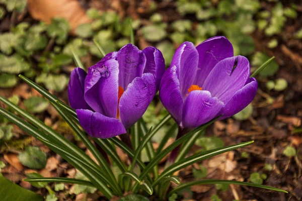 Closeup Shot Blooming Crocus Flowers — Stock Photo, Image