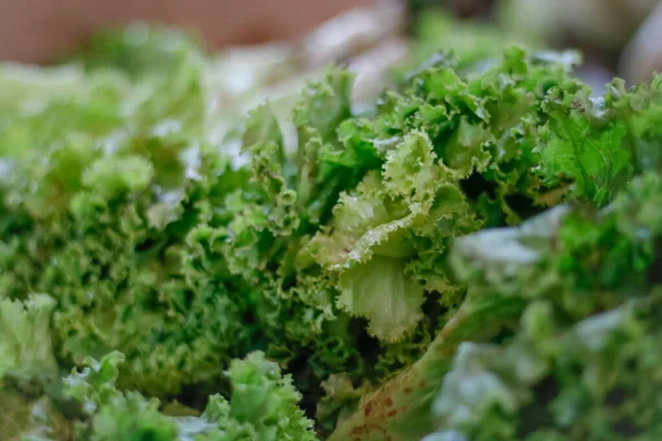 Sebuah Close Hijau Daun Salad — Stok Foto