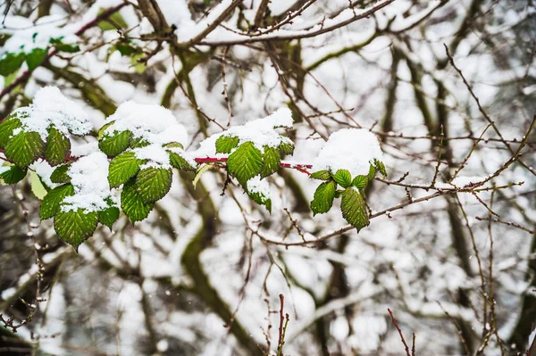 Eine Selektive Fokusaufnahme Von Schneebedeckten Blättern Und Ästen — Stockfoto