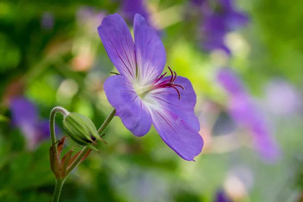 Uma Flor Bico Guindaste Prado Florescente Geranium Pratense Fundo Borrado — Fotografia de Stock