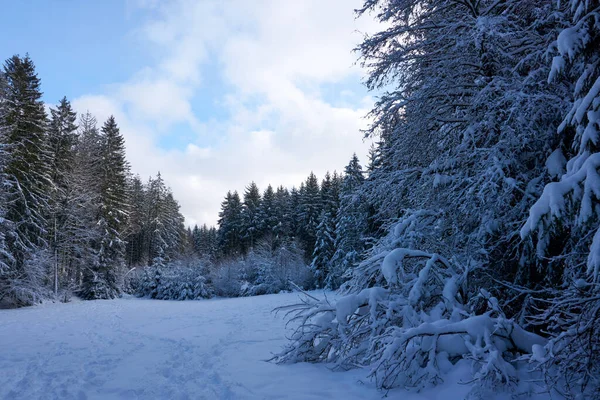 Skog Med Stora Träd Helt Täckta Med Snö Den Molniga — Stockfoto