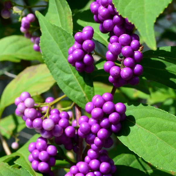 早熟紫水晶黑莓红莓叶丛中的选择集中拍摄 — 图库照片