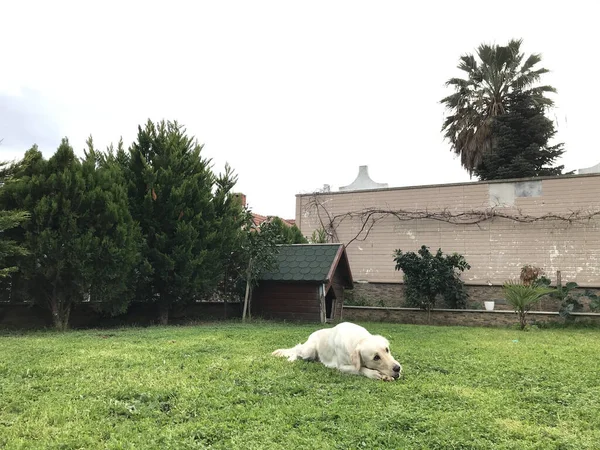 Labrador Tumbado Césped Frente Perrera — Foto de Stock