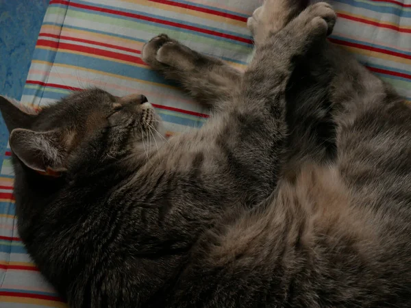 Lindo Gato Acostado Durmiendo Una Almohada Casa —  Fotos de Stock