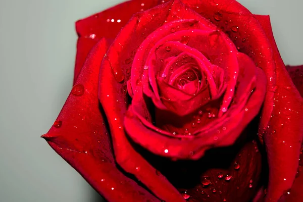 Egy Közeli Felvétel Vízcseppek Egy Élénk Vörös Rózsa Fehér Háttér — Stock Fotó