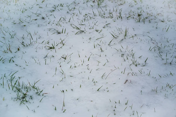 Enfoque Selectivo Césped Cubierto Nieve Congelada — Foto de Stock