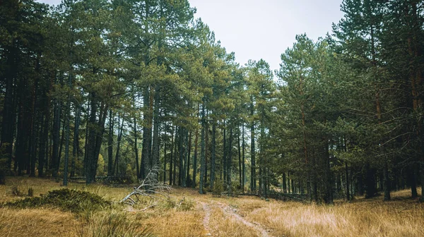 Bellissimo Scatto Una Strada Attraverso Foreste Tutt Intorno Perfetto Sfondo — Foto Stock