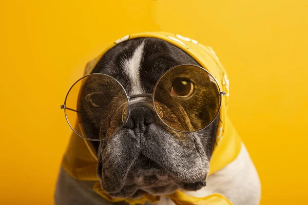 Bulldog Francês Vestido Com Uma Bandana Amarela Óculos Sol Fundo — Fotografia de Stock