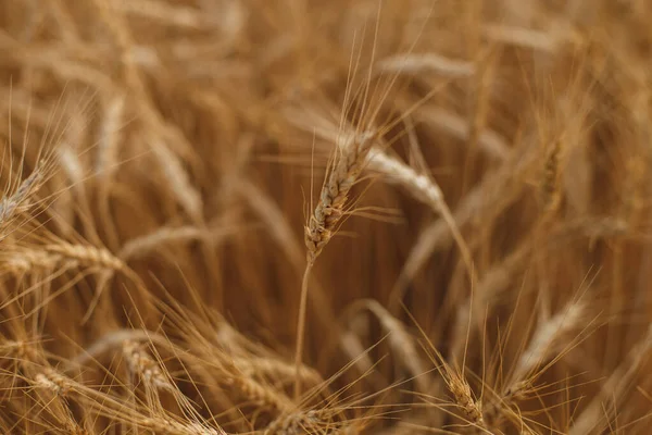 Krásný Záběr Pole Pěstování Pšenice Farmaření Žluté Pšenice Ideální Pro — Stock fotografie