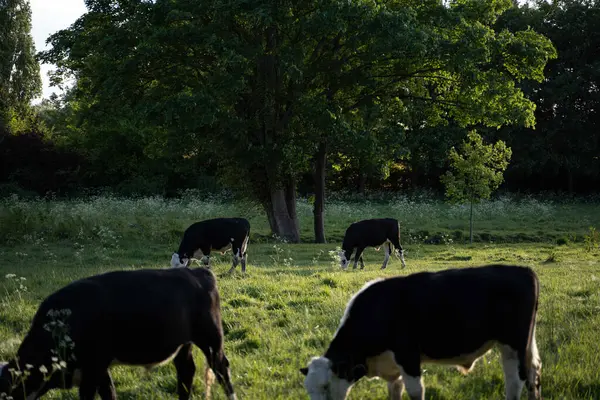 牧草地での牛の放牧の美しい景色 — ストック写真