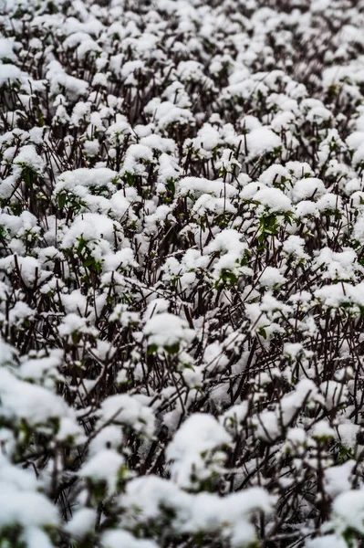 白雪覆盖的灌木丛的选择性焦点拍摄 — 图库照片