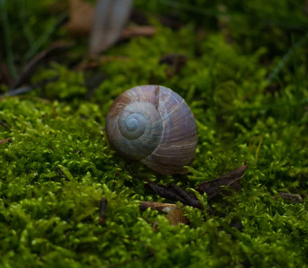 식물에 달팽이의 — 스톡 사진