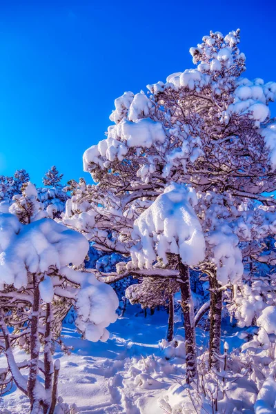 Вертикальный Снимок Снежного Леса Зимний День — стоковое фото