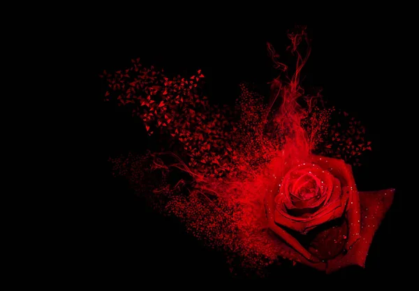 黒い背景に煙と心が飛び散る赤いバラ — ストック写真