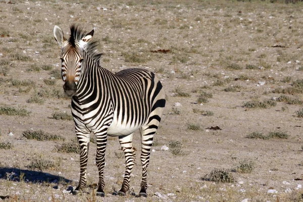 Sabahın Erken Saatlerinde Namibya Hartmann Zebra Daki Etosha Milli Parkı — Stok fotoğraf