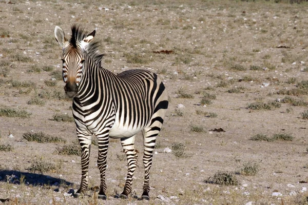 Tôt Matin Trou Eau Dolomite Dans Parc National Etosha Namibie — Photo