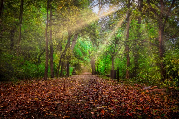 Sunlight Shining Leaves Trees Park — Stock Photo, Image