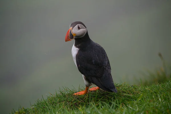 Closeup Shot Puffin Faroe Islands — Stock Photo, Image