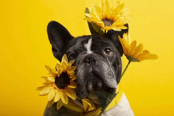 Closeup Shot French Bulldog Sunflowers Yellow Background — Stock Photo, Image