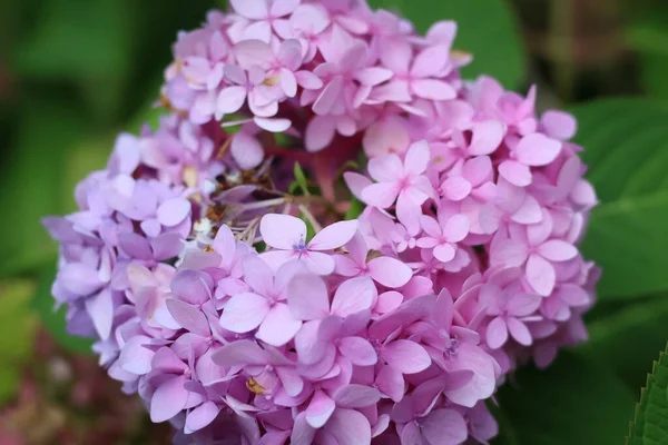 Selektywne Zbliżenie Ostrości Purpurowego Kwiatu Hortensji Rozkwicie Ogrodzie — Zdjęcie stockowe