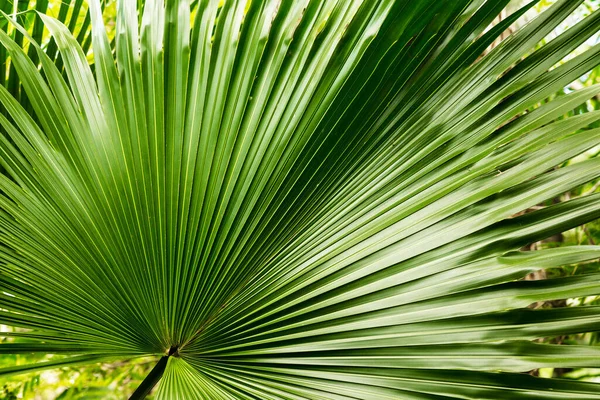 Крупним Планом Знімок Пальмового Листя Під Сонячним Світлом — стокове фото