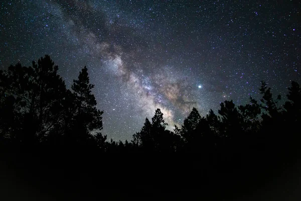 森のシルエットの夜空 — ストック写真