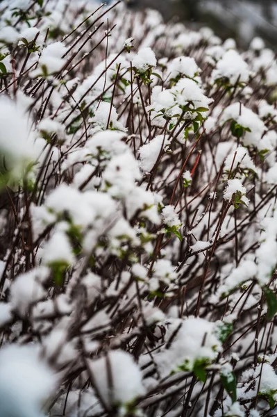 Tiro Foco Seletivo Arbustos Cobertos Neve — Fotografia de Stock