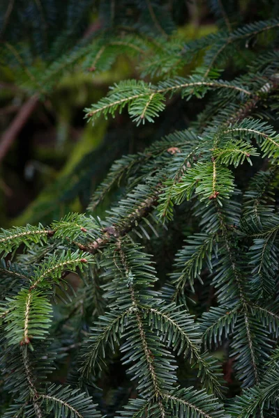 Vertikal Bild Grön Gran Träd Brunch — Stockfoto