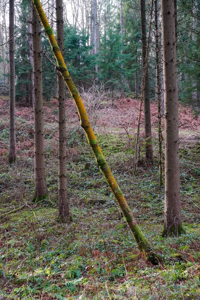 Plan Vertical Une Tige Arbre Colorée Inclinée Dans Les Bois — Photo