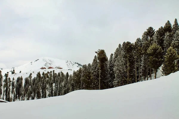 Una Vista Impresionante Los Pinos Las Colinas Cubiertas Nieve —  Fotos de Stock