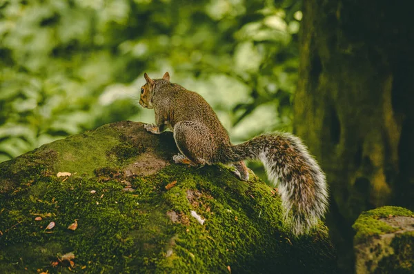 Closeup Shot Eastern Gray Squirrel — Stock Photo, Image