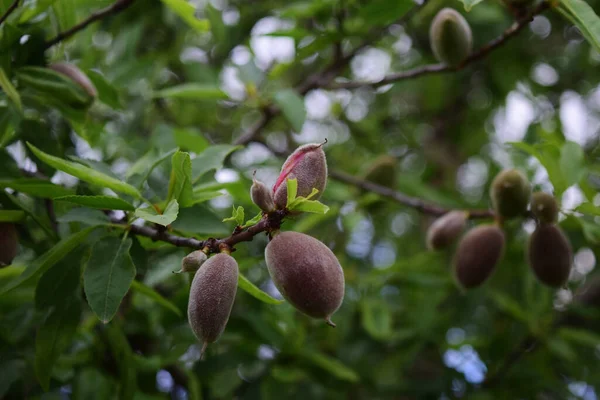 Primer Plano Almendras Sobre Árboles Jardín Malta Con Fondo Borroso — Foto de Stock