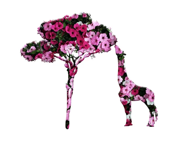 Eine Giraffe Frisst Baum Aus Rosa Petunienblüten Isoliert Auf Weißem — Stockfoto