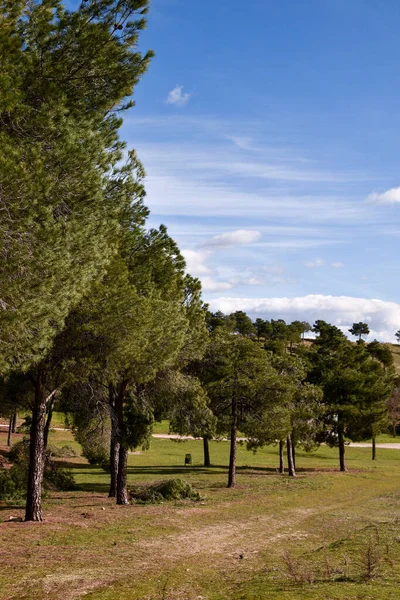 Plano Vertical Árboles Verdes Paisaje Bajo Cielo Azul Nublado — Foto de Stock